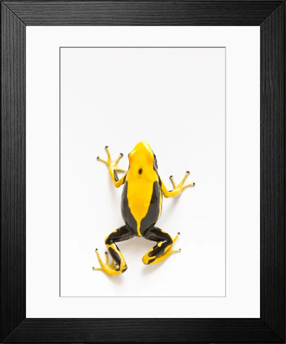 Framed Print : Dendrobates tinctorius - Matecho form Framed Print : Dendrobates tinctorius - Matecho form