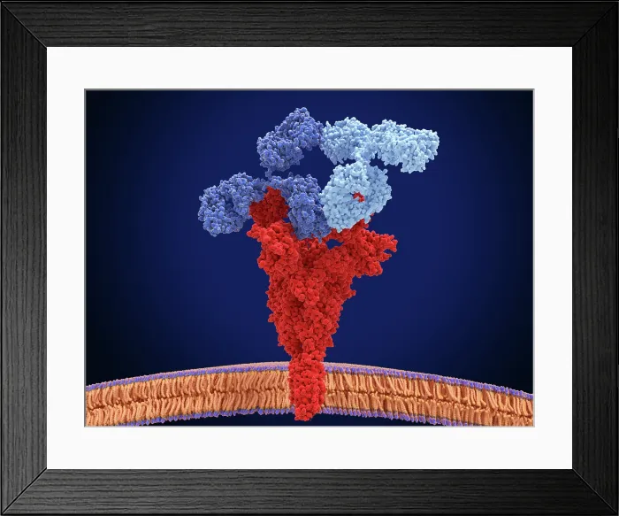 Framed Print : Antibody cocktail in complex with the to coronavirus spike protein Framed Print : Antibody cocktail in complex with the to coronavirus spike protein