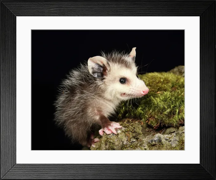 Framed Print : Opossum on Moss Covered Rock Framed Print : Opossum on Moss Covered Rock