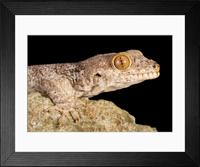 Framed Print : Crocodile Gecko (Tarentola mauritanica)