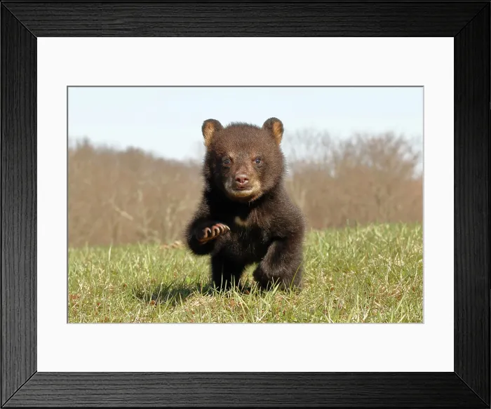Framed Print : American Black Bear Cub Running