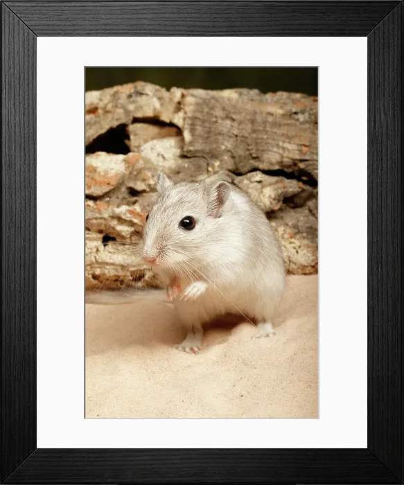 Framed Print : Gerbil on Sand