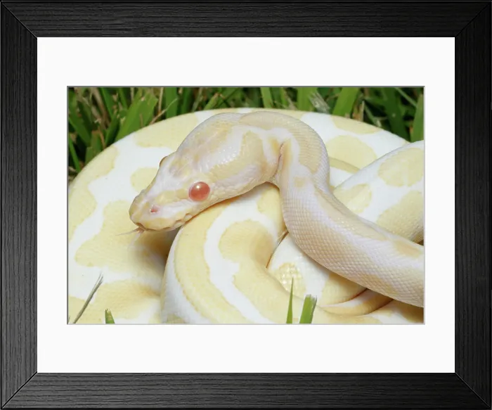 Framed Print : Albino Ball Python in Grass