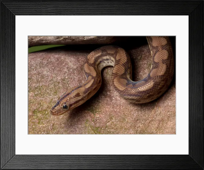 Framed Print : Colombian Rainbow Boa (Epicrates maurus ) Framed Print : Colombian Rainbow Boa (Epicrates maurus )