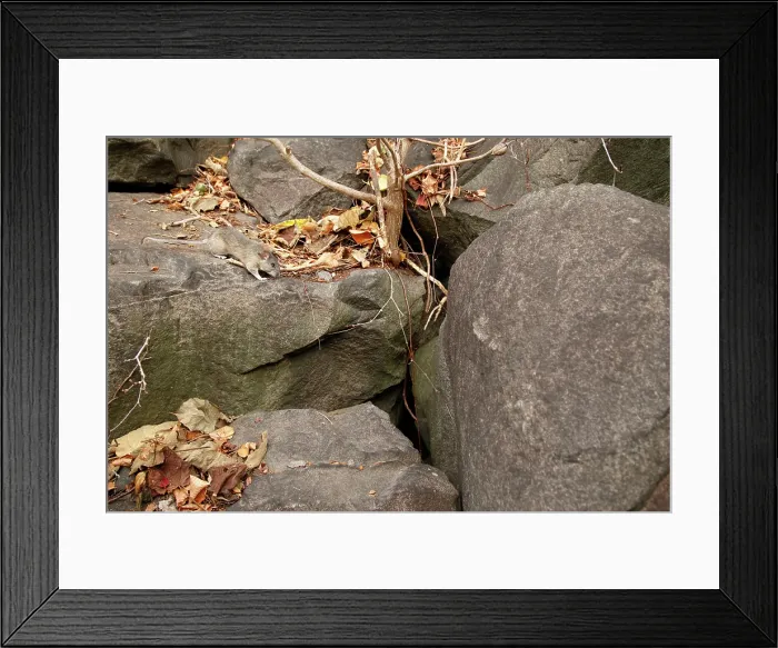 Framed Print : Allegheny Woodrat in habitat Framed Print : Allegheny Woodrat in habitat