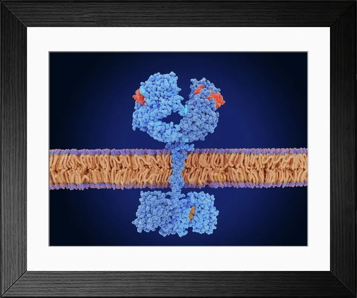 Framed Print : The epidermal growth factor receptor activated by EGF Framed Print : The epidermal growth factor receptor activated by EGF