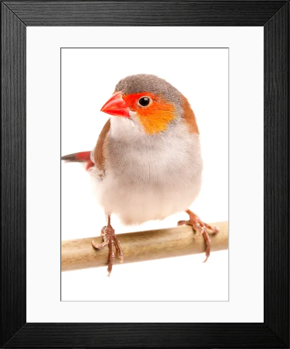 Framed Print : Orange-cheeked waxbill (Estrilda melpoda) Framed Print : Orange-cheeked waxbill (Estrilda melpoda)