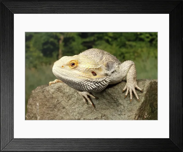 Framed Print : Bearded Dragon (Pagona) on a rock Framed Print : Bearded Dragon (Pagona) on a rock