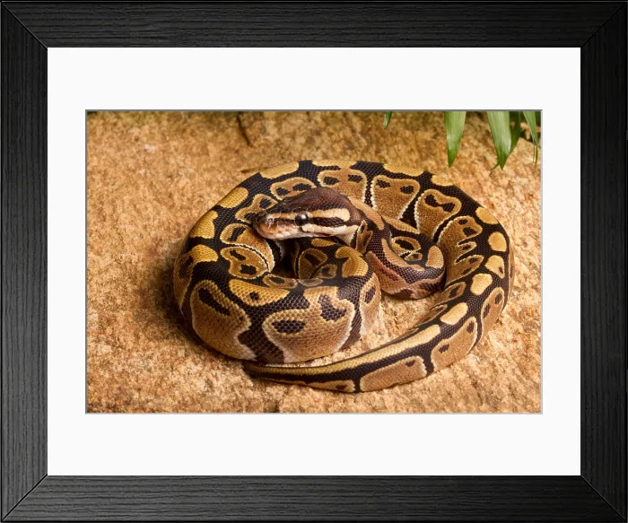 Framed Print : Ball Python (Python regius) coiled on rock Framed Print : Ball Python (Python regius) coiled on rock