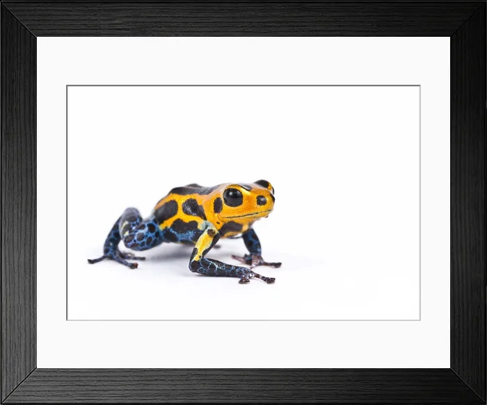 Framed Print : Mimic poison dart frog Framed Print : Mimic poison dart frog
