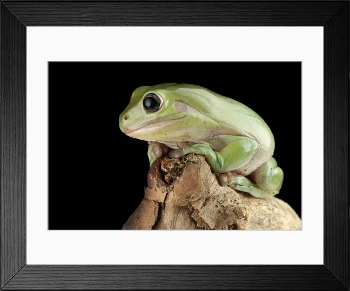 Framed Print : White's Tree Frog (Litoria caerulea)
