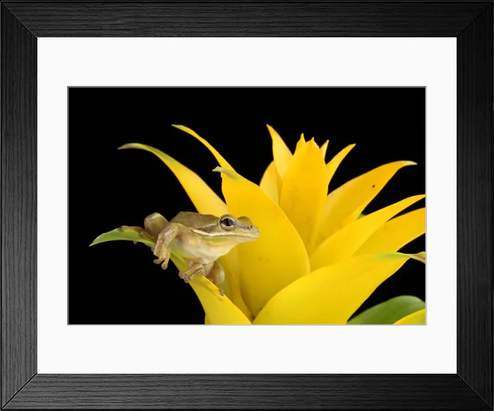Framed Print : Green Treefrog (Hyla cinerea) Framed Print : Green Treefrog (Hyla cinerea)