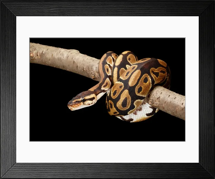 Framed Print : Ball Python (Python regius) Framed Print : Ball Python (Python regius)