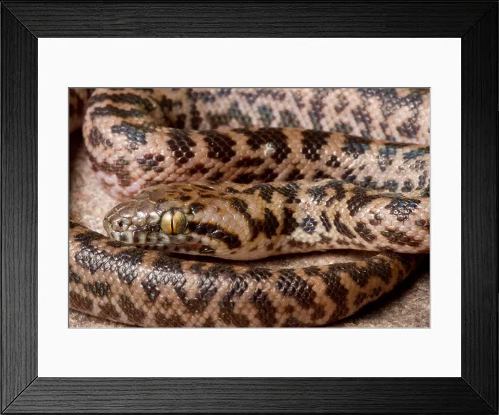Framed Print : Spotted Python (Antaresia maculosa) portrait Framed Print : Spotted Python (Antaresia maculosa) portrait