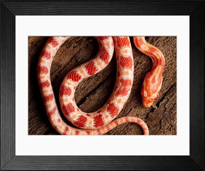 Framed Print : Corn Snake (P. guttatus) on tree bark Framed Print : Corn Snake (P. guttatus) on tree bark
