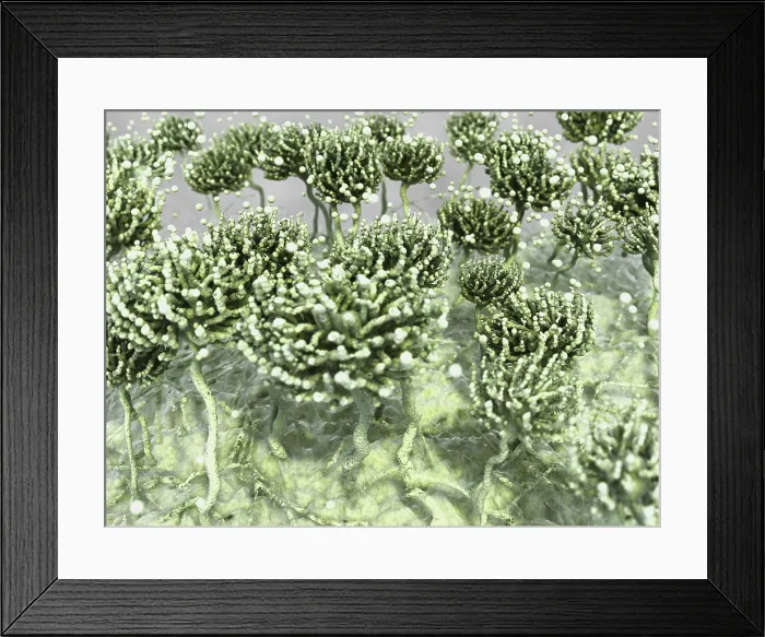 Framed Print : Aspergillus mold, artwork Framed Print : Aspergillus mold, artwork