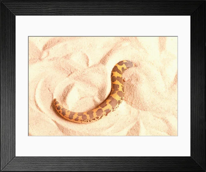 Framed Print : Kenyan Sand Boa (Eryx Colubrinus) Framed Print : Kenyan Sand Boa (Eryx Colubrinus)