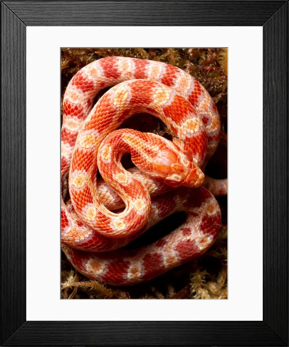 Framed Print : Corn Snake (Pantherophis guttatus) Framed Print : Corn Snake (Pantherophis guttatus)