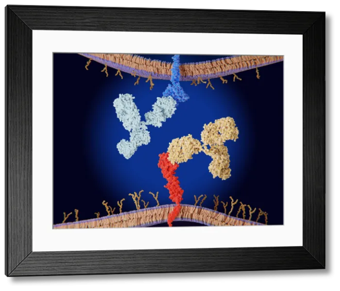 Framed Print : Immune checkpoint inhibitors: Interaction between PD-1 and PD-L1 blocked by therapeutic antibodies
