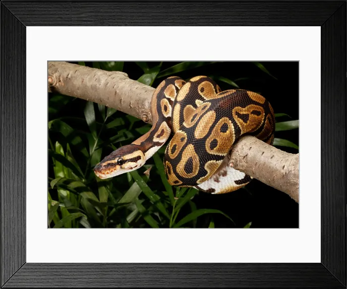 Framed Print : Ball Python, Python Regius, Wrapped Around a Branch Framed Print : Ball Python, Python Regius, Wrapped Around a Branch