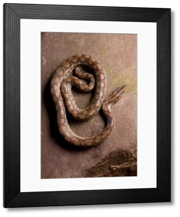 Framed Print : Colombian Rainbow Boa (Epicrates maurus) Framed Print : Colombian Rainbow Boa (Epicrates maurus)