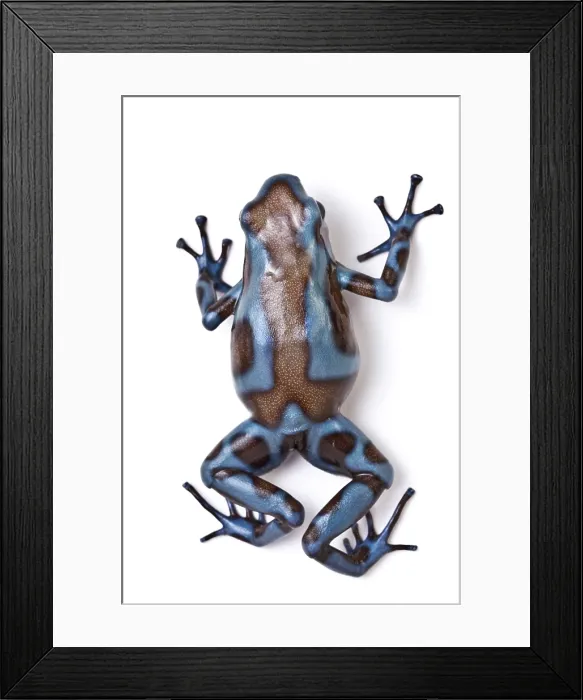 Framed Print : Panamanian Green and Black poison dart frog Framed Print : Panamanian Green and Black poison dart frog