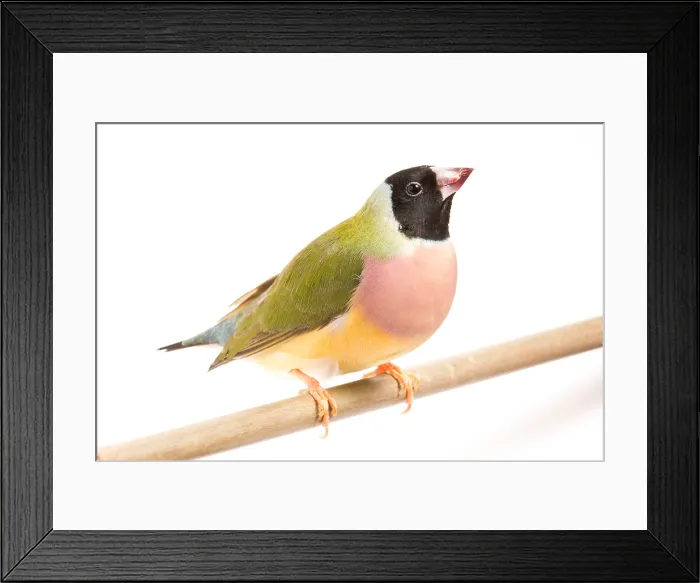 Framed Print : Gouldian Finch (Erythrura gouldiae) on perch