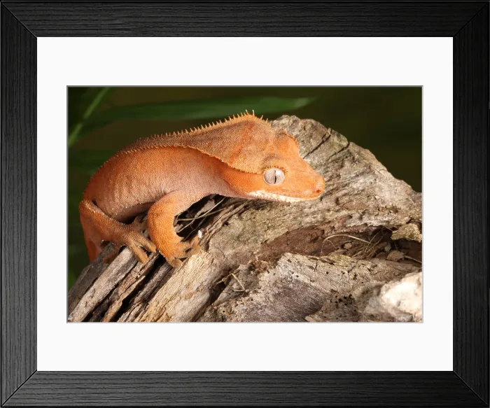 Framed Print : Crested Gecko (Correlophus ciliatus)