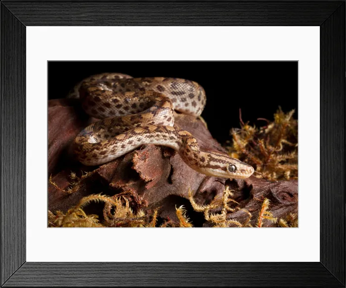 Framed Print : Colombian Rainbow Boa (Epicrates maurus) Framed Print : Colombian Rainbow Boa (Epicrates maurus)