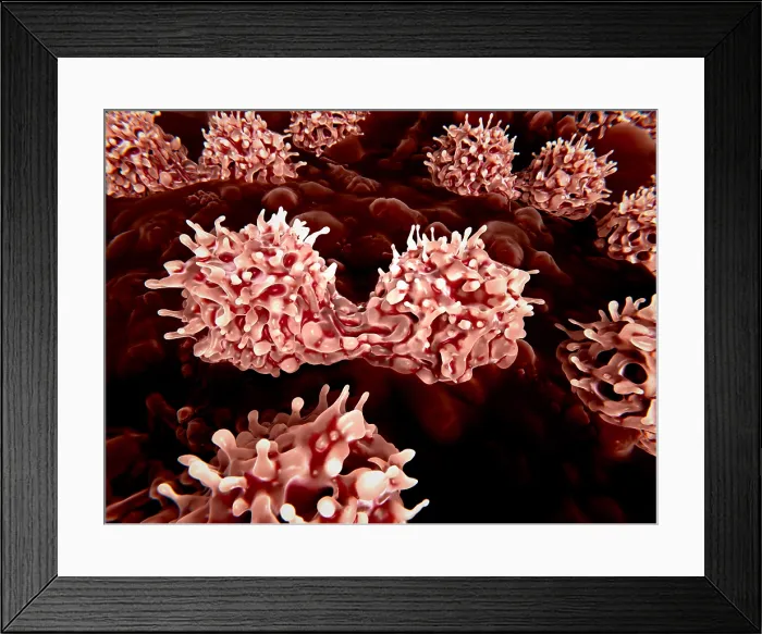 Framed Print : Dividing stem cells in the bone marrow Framed Print : Dividing stem cells in the bone marrow