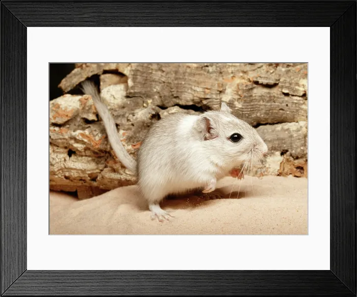Framed Print : Gerbil on Sand Framed Print : Gerbil on Sand