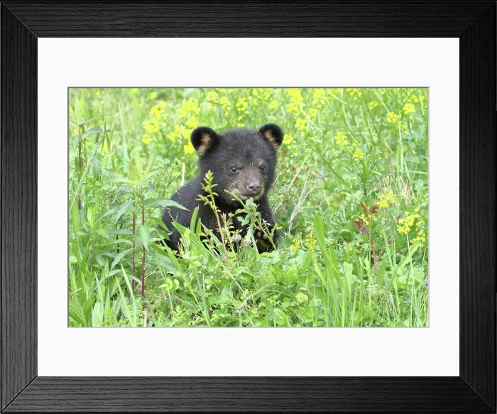 Framed Print : American Black Bear Cub Framed Print : American Black Bear Cub