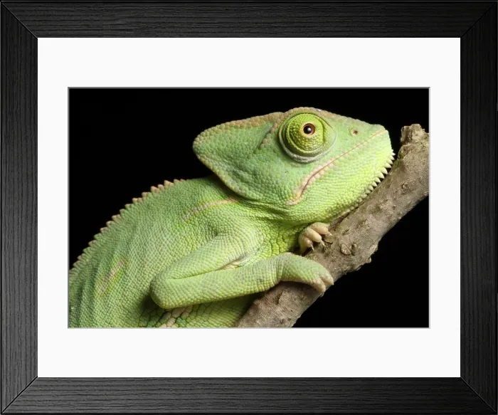 Framed Print : Veiled Chameleon portrait Framed Print : Veiled Chameleon portrait