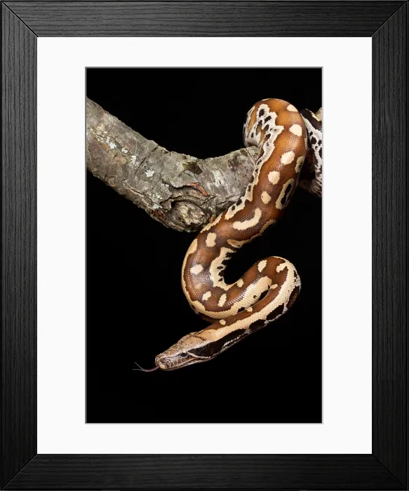Framed Print : Blood python (Python brongersmai) on branch Framed Print : Blood python (Python brongersmai) on branch