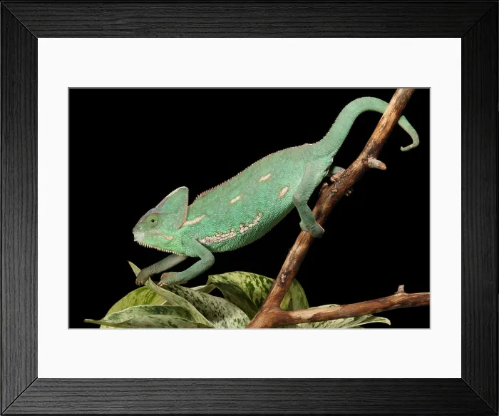 Framed Print : Veiled Chameleon on a Stick Framed Print : Veiled Chameleon on a Stick