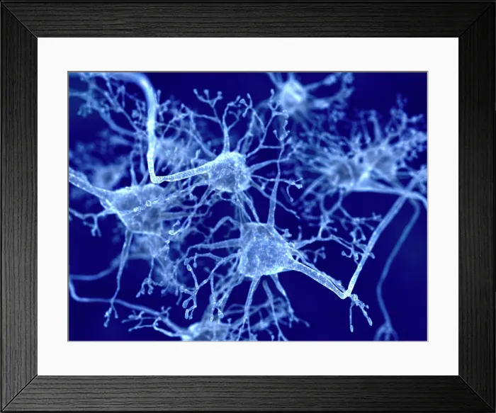 Framed Print : Nerve cells, artwork