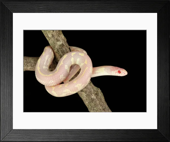 Framed Print : Albino California kingsnake Framed Print : Albino California kingsnake