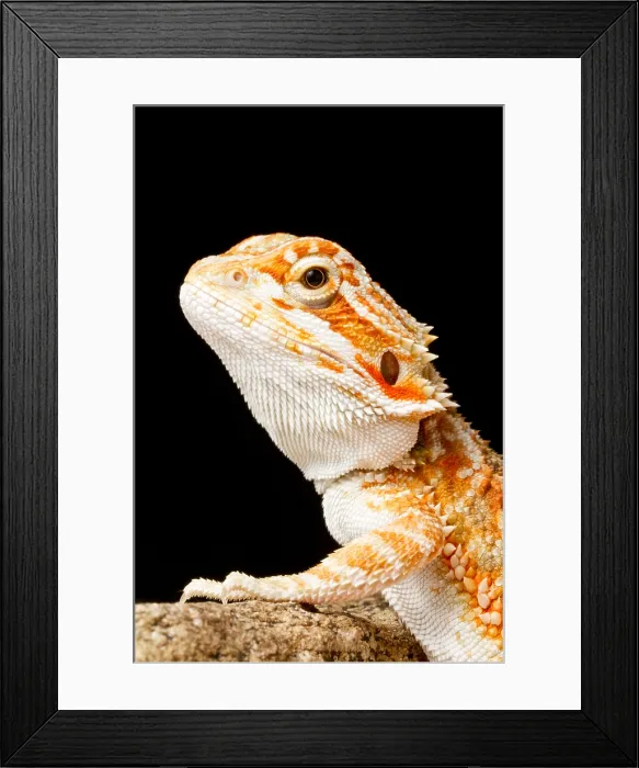 Framed Print : Bearded Dragon (Pogona sp.) Framed Print : Bearded Dragon (Pogona sp.)