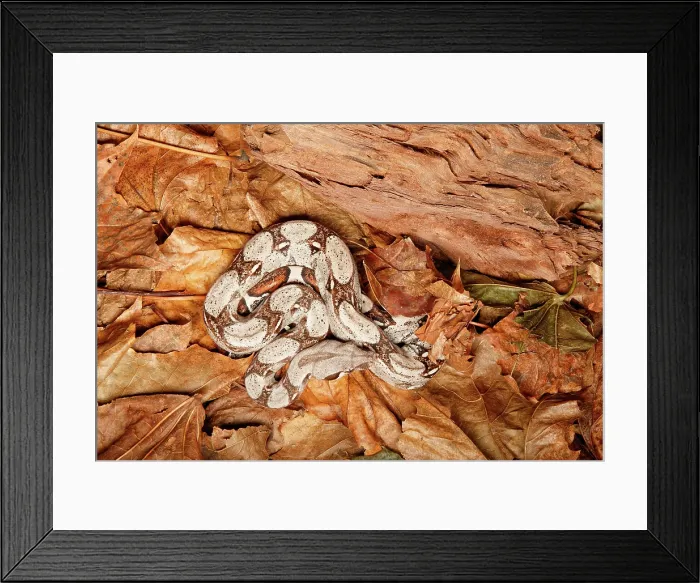 Framed Print : Colombian Red Tail Boa Constrictor Framed Print : Colombian Red Tail Boa Constrictor