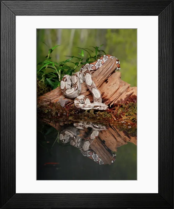 Framed Print : Colombian Red Tail Boa Constrictor Framed Print : Colombian Red Tail Boa Constrictor