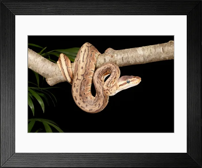 Framed Print : Ball Python (Python regius) Framed Print : Ball Python (Python regius)
