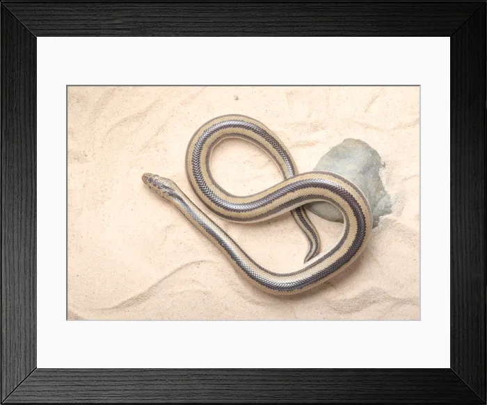 Framed Print : Rosy Boa (Lichanura trivirgata) Framed Print : Rosy Boa (Lichanura trivirgata)