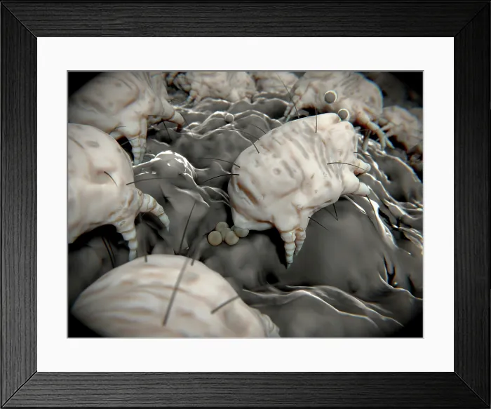 Framed Print : Dust Mite Laying Eggs Framed Print : Dust Mite Laying Eggs