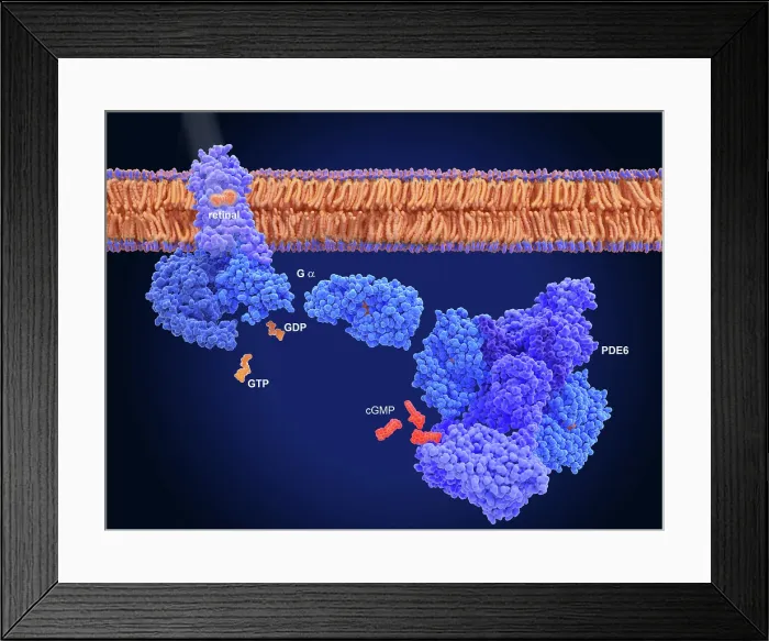Framed Print : Activation of rhodopsin by light leads to the hyperpolarization of photoreceptor cells Framed Print : Activation of rhodopsin by light leads to the hyperpolarization of photoreceptor cells