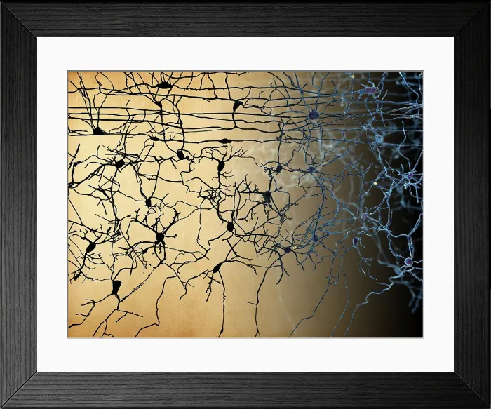 Framed Print : Nerve cells, artwork Framed Print : Nerve cells, artwork