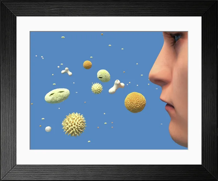 Framed Print : Hay fever, artwork Framed Print : Hay fever, artwork