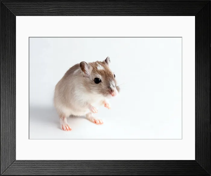 Framed Print : Gerbil (Gerbillinae) Framed Print : Gerbil (Gerbillinae)