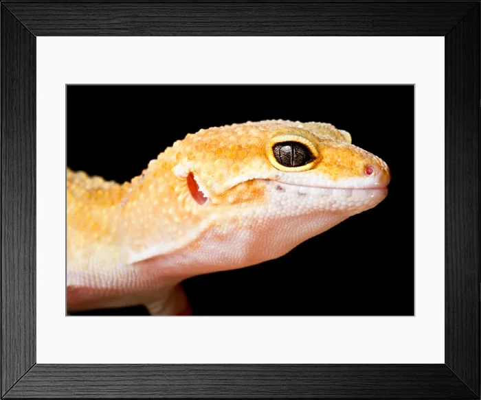 Framed Print : Leopard Gecko (Eublepharis macularius) Framed Print : Leopard Gecko (Eublepharis macularius)