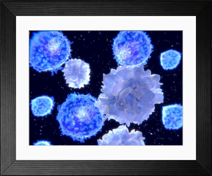 Framed Print : T-lymphocytes interacting antigen presenting cells (APCs) in the blood