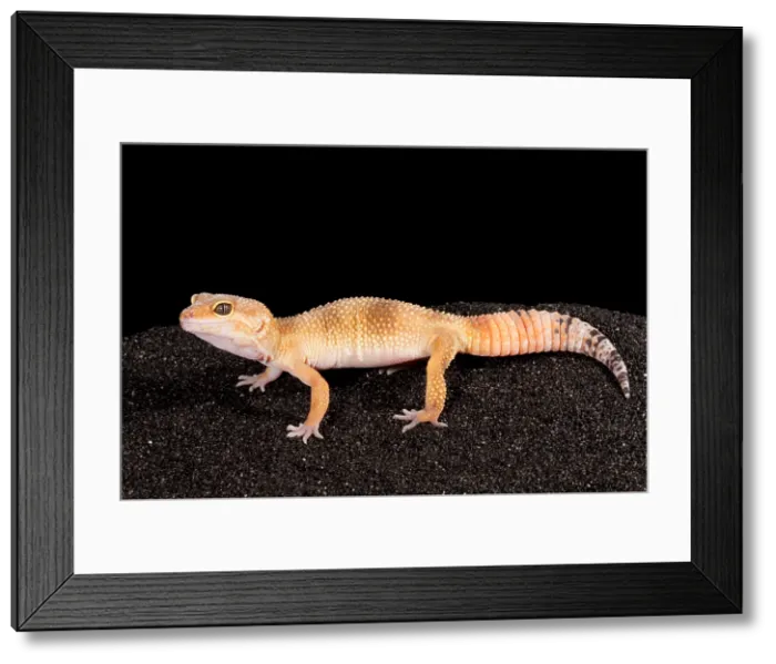Framed Print : Leopard Gecko (Eublepharis macularius) Framed Print : Leopard Gecko (Eublepharis macularius)